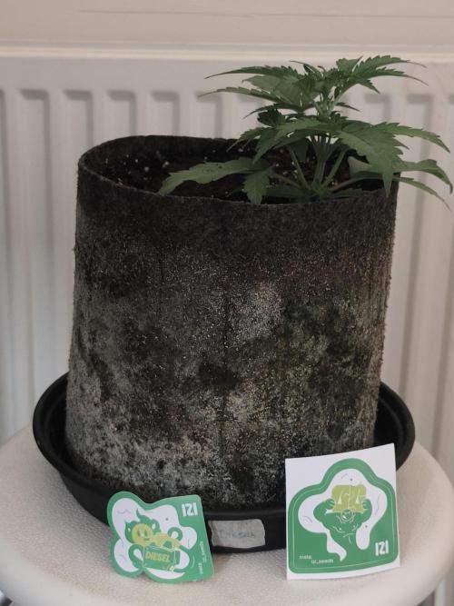 IZI Seeds Grow Report Contest 2025. Week 1