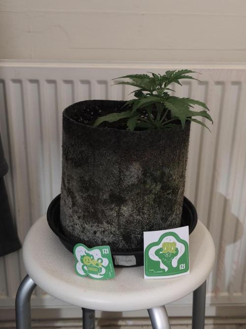 IZI Seeds Grow Report Contest 2025. Week 1