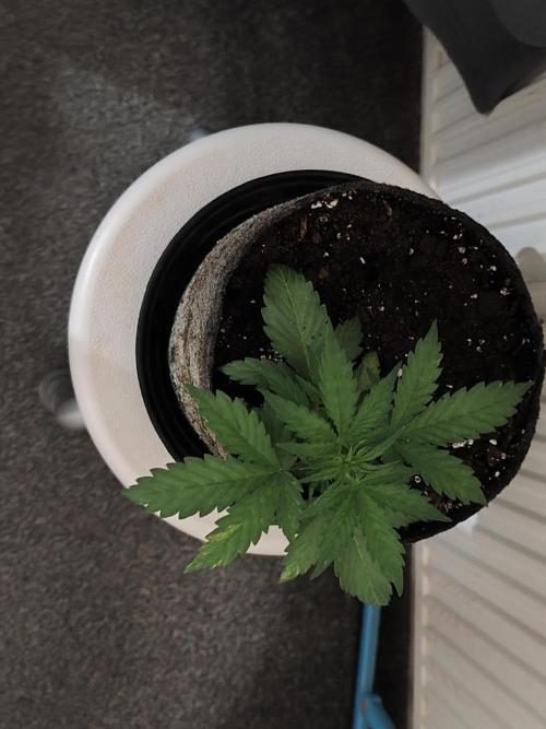 IZI Seeds Grow Report Contest 2025. Week 1