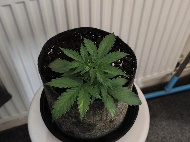 IZI Seeds Grow Report Contest 2025. Week 1