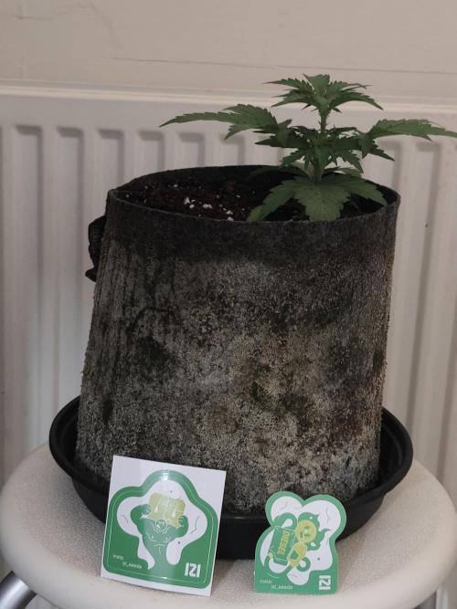 IZI Seeds Grow Report Contest 2025. Week 1