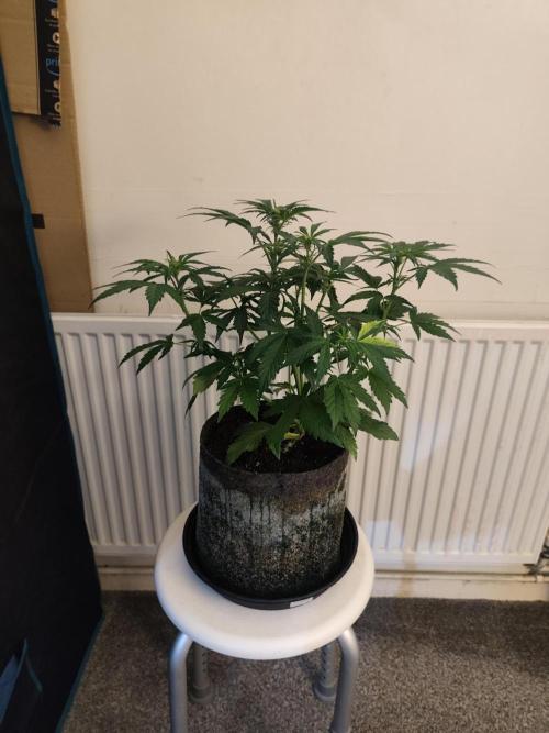 IZI Seeds Grow Report Contest 2025. Week 5