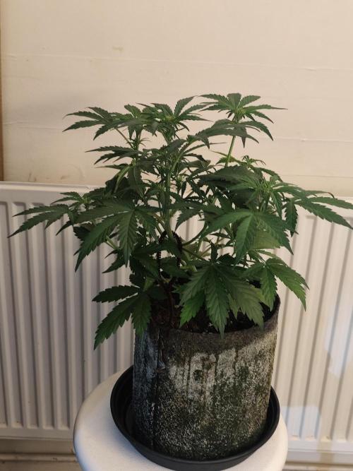 IZI Seeds Grow Report Contest 2025. Week 5