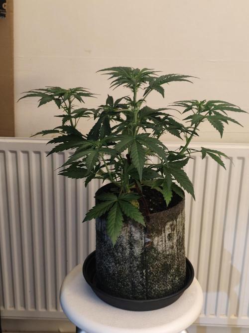 IZI Seeds Grow Report Contest 2025. Week 5