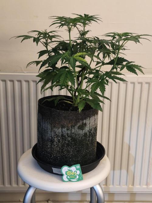 IZI Seeds Grow Report Contest 2025. Week 5