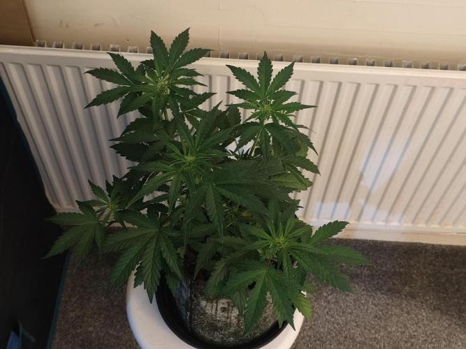 IZI Seeds Grow Report Contest 2025. Week 5