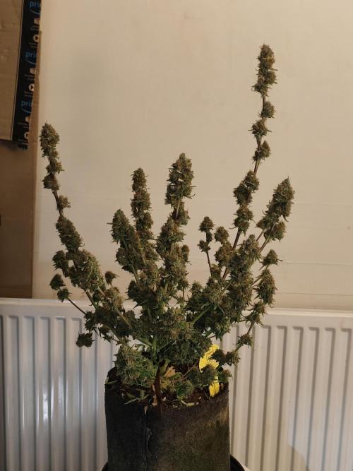 Original sensible seeds. Week 13