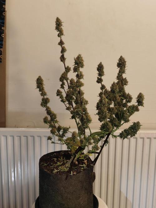 Original sensible seeds. Week 13