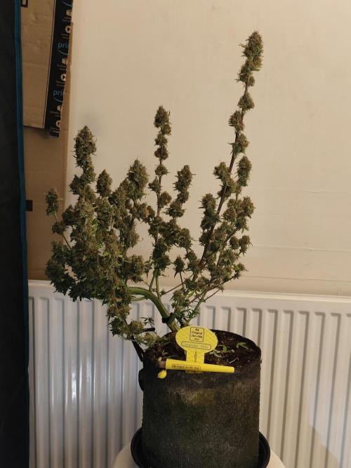 Original sensible seeds. Week 13