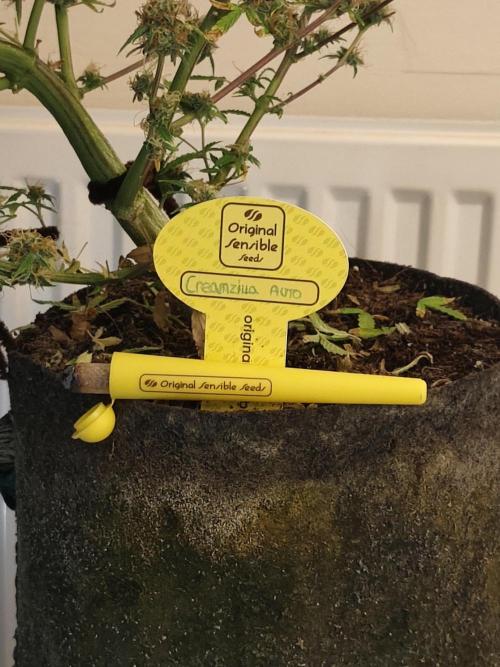 Original sensible seeds. Week 13