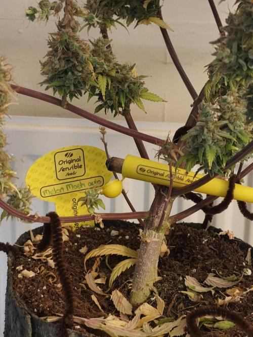 Original sensible seeds. Week 13