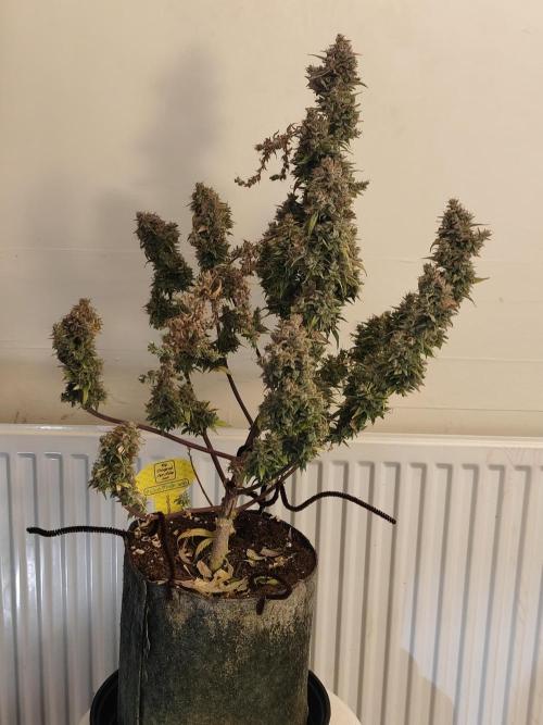Original sensible seeds. Week 13