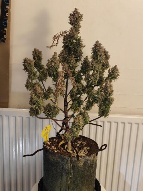 Original sensible seeds. Week 13