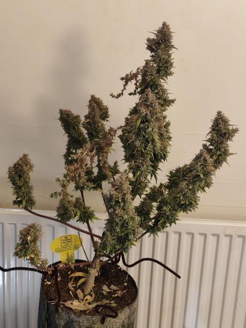Original sensible seeds. Week 13