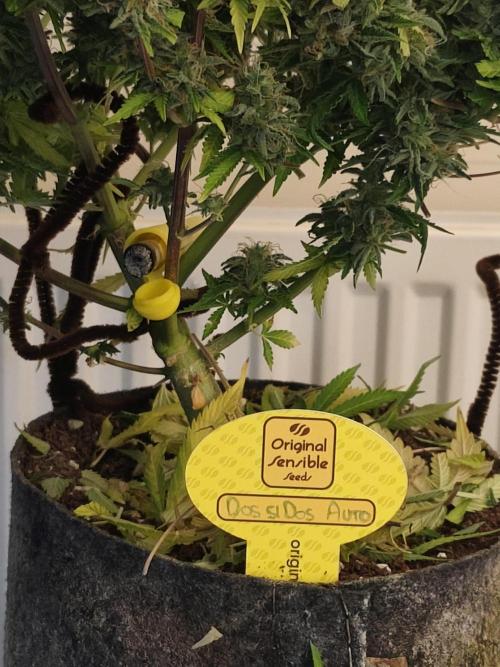 Original sensible seeds. Week 13