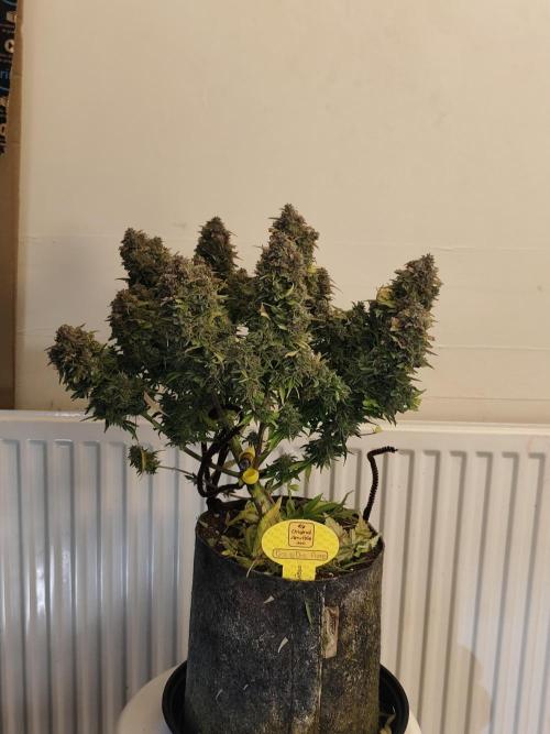 Original sensible seeds. Week 13