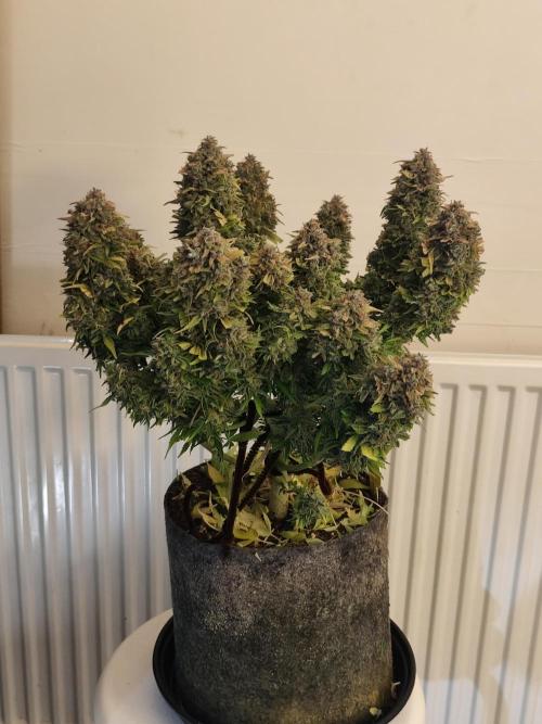 Original sensible seeds. Week 13