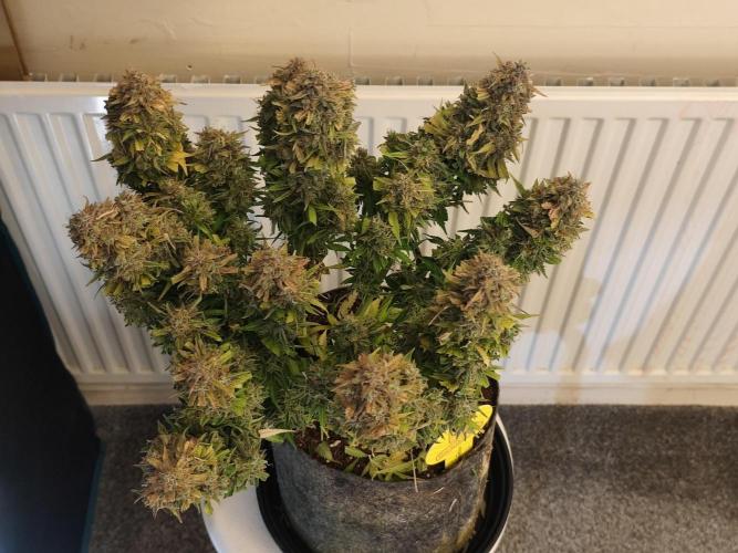 Original sensible seeds. Week 13