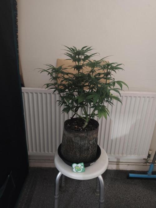 IZI Seeds Grow Report Contest 2025. Week 6