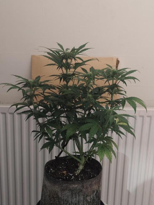 IZI Seeds Grow Report Contest 2025. Week 6