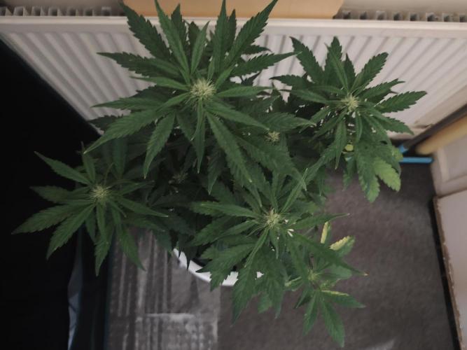 IZI Seeds Grow Report Contest 2025. Week 6