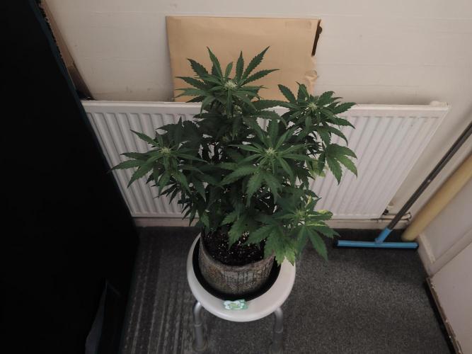 IZI Seeds Grow Report Contest 2025. Week 6