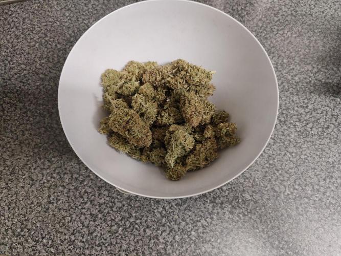 Original sensible seeds. Week 13