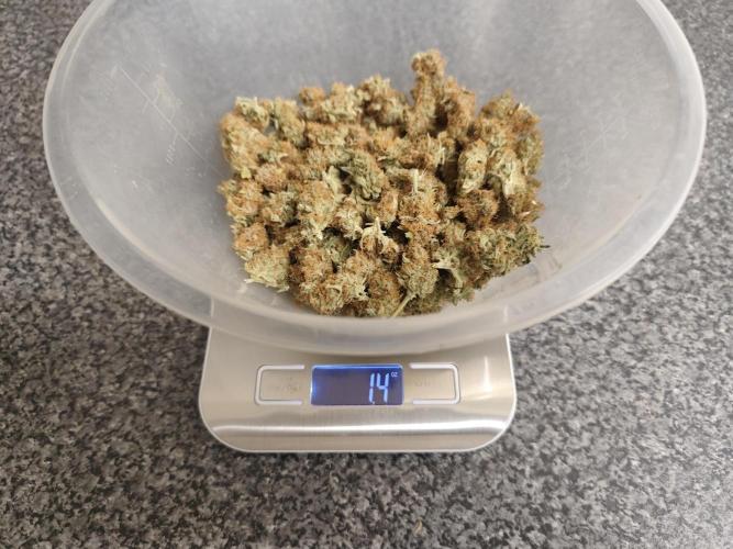 Original sensible seeds. Week 13