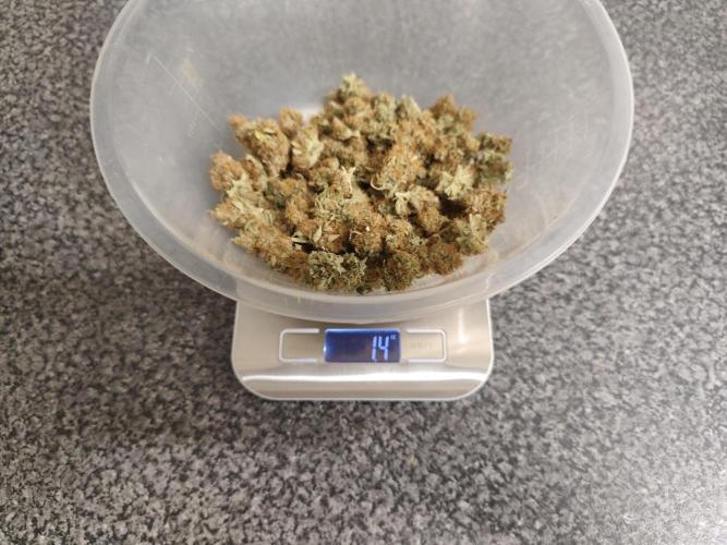 Original sensible seeds. Week 13