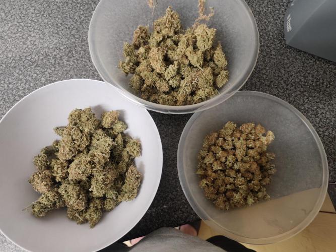 Original sensible seeds. Week 13