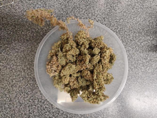 Do-Si-Dos Auto. Week 13
