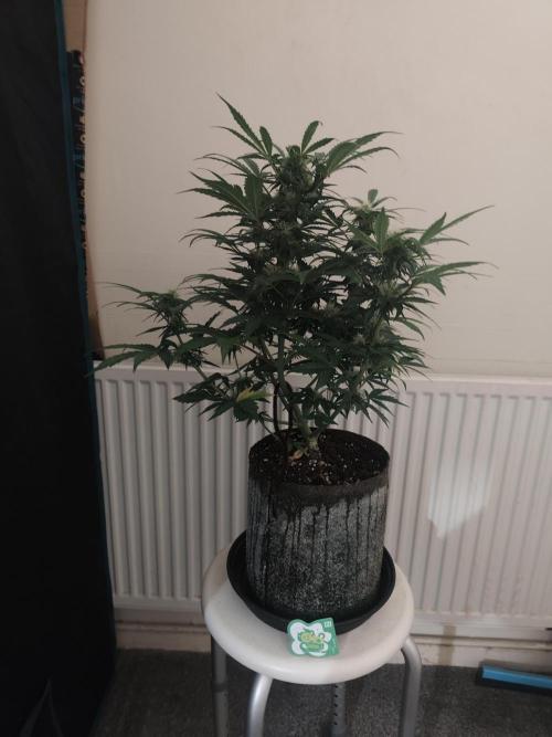 IZI Seeds Grow Report Contest 2025. Week 7