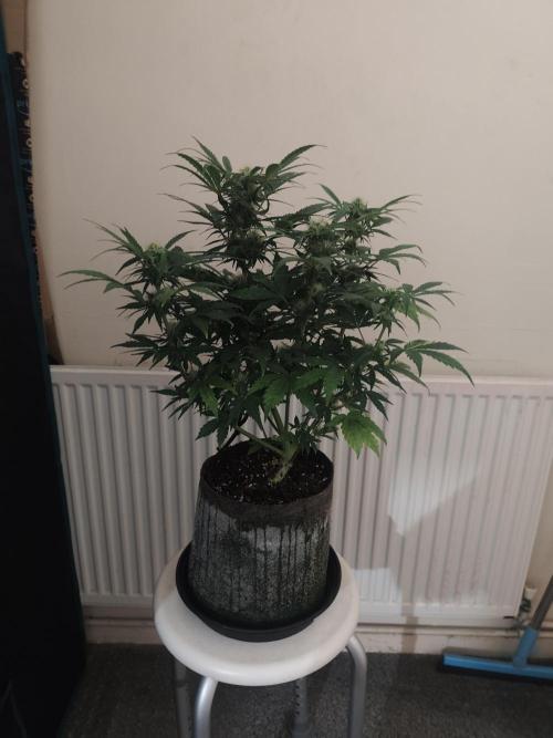 IZI Seeds Grow Report Contest 2025. Week 7