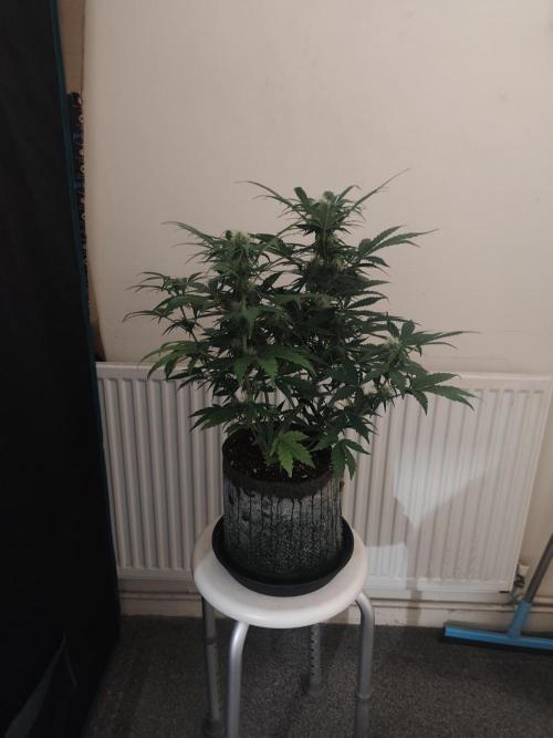 IZI Seeds Grow Report Contest 2025. Week 7