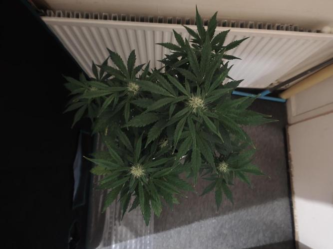 IZI Seeds Grow Report Contest 2025. Week 7