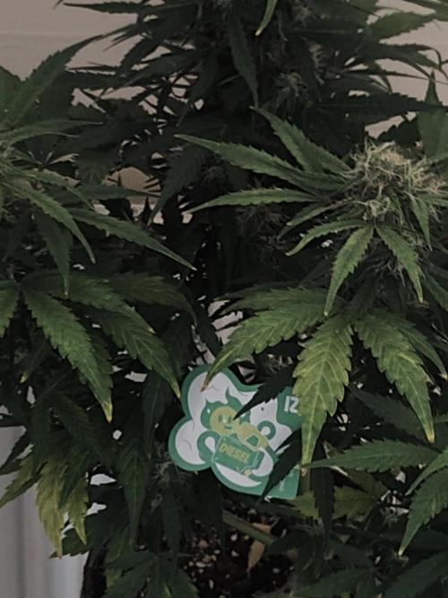 IZI Seeds Grow Report Contest 2025. Week 8