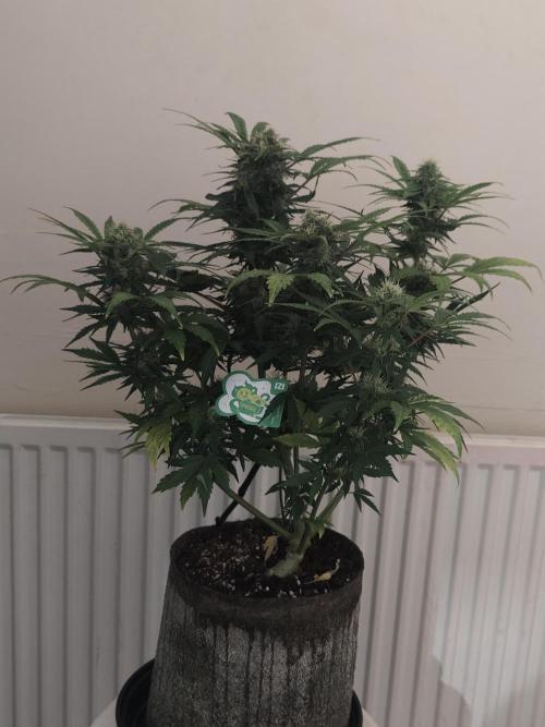 IZI Seeds Grow Report Contest 2025. Week 8