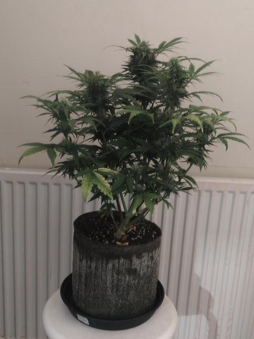 IZI Seeds Grow Report Contest 2025. Week 8