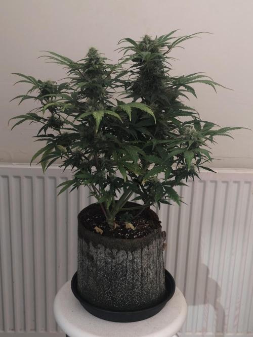 IZI Seeds Grow Report Contest 2025. Week 8