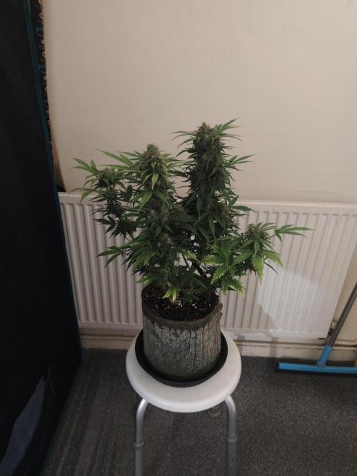 IZI Seeds Grow Report Contest 2025. Week 9
