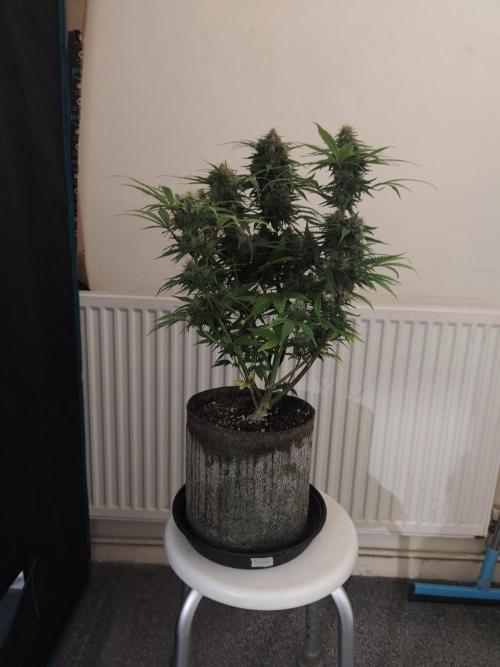 IZI Seeds Grow Report Contest 2025. Week 9