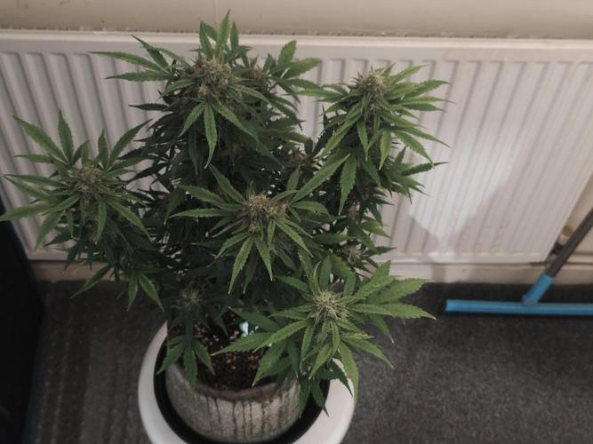 IZI Seeds Grow Report Contest 2025. Week 9