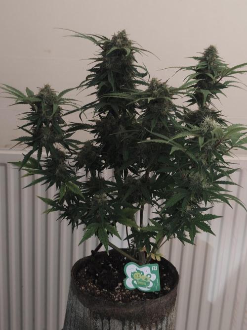 IZI Seeds Grow Report Contest 2025. Week 9