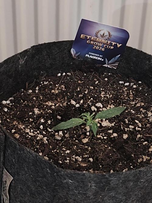 Eternity grow cup sticky broccoli auto. Week 0