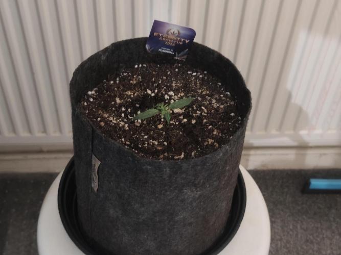 Eternity grow cup sticky broccoli auto. Week 0
