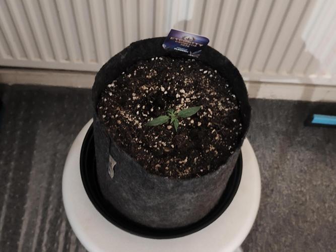 Eternity grow cup sticky broccoli auto. Week 0