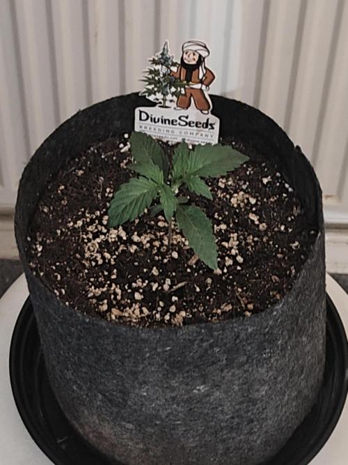 AK-47 XL. Week 1