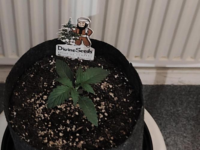 AK-47 XL. Week 1
