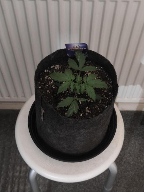 Eternity grow cup sticky broccoli auto. Week 1