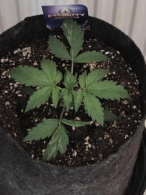 Eternity grow cup sticky broccoli auto. Week 1